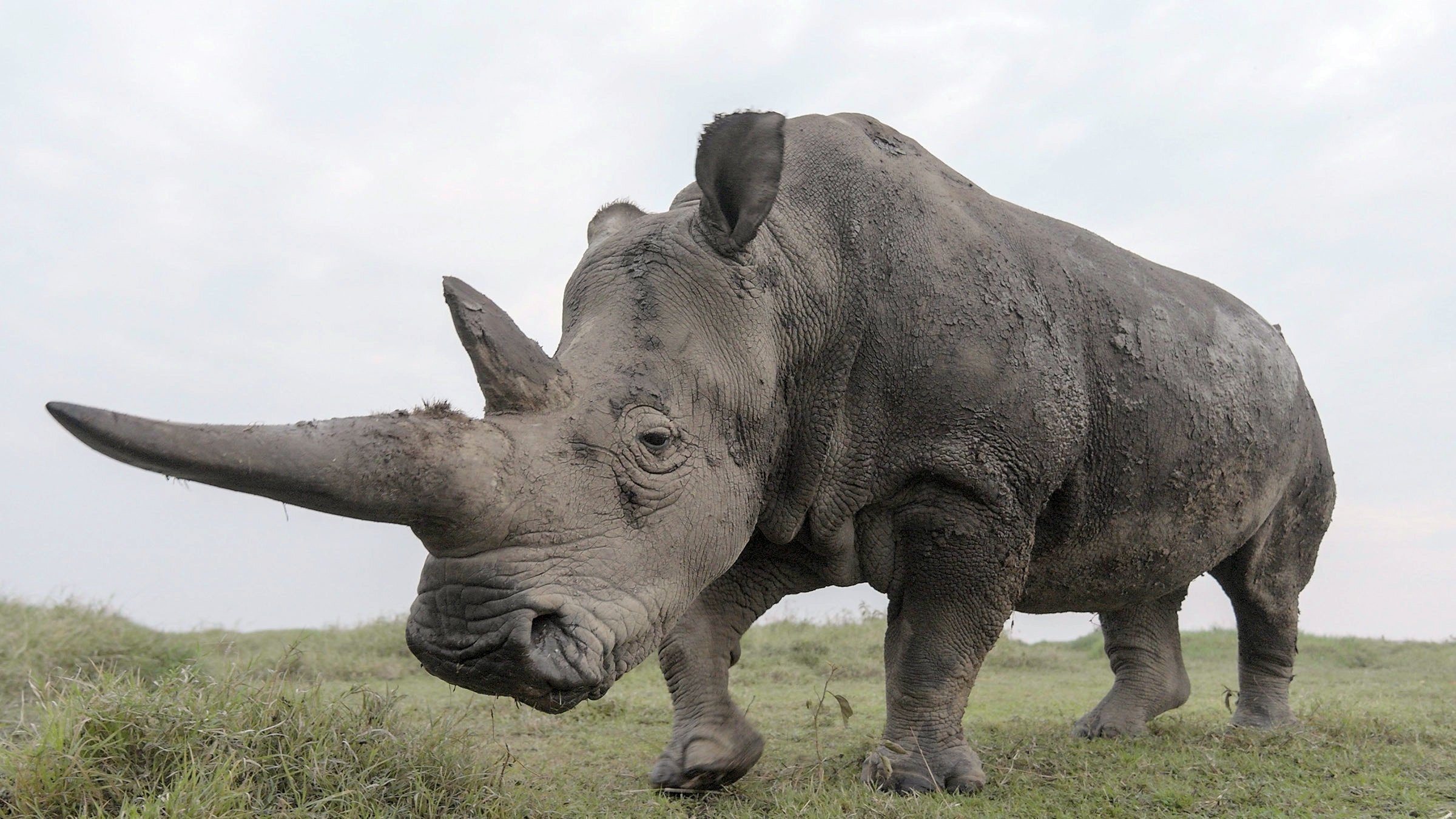 دانلود فیلم آخرین کرگدن ها: امید به بقا The Last Rhinos: A New Hope 2025